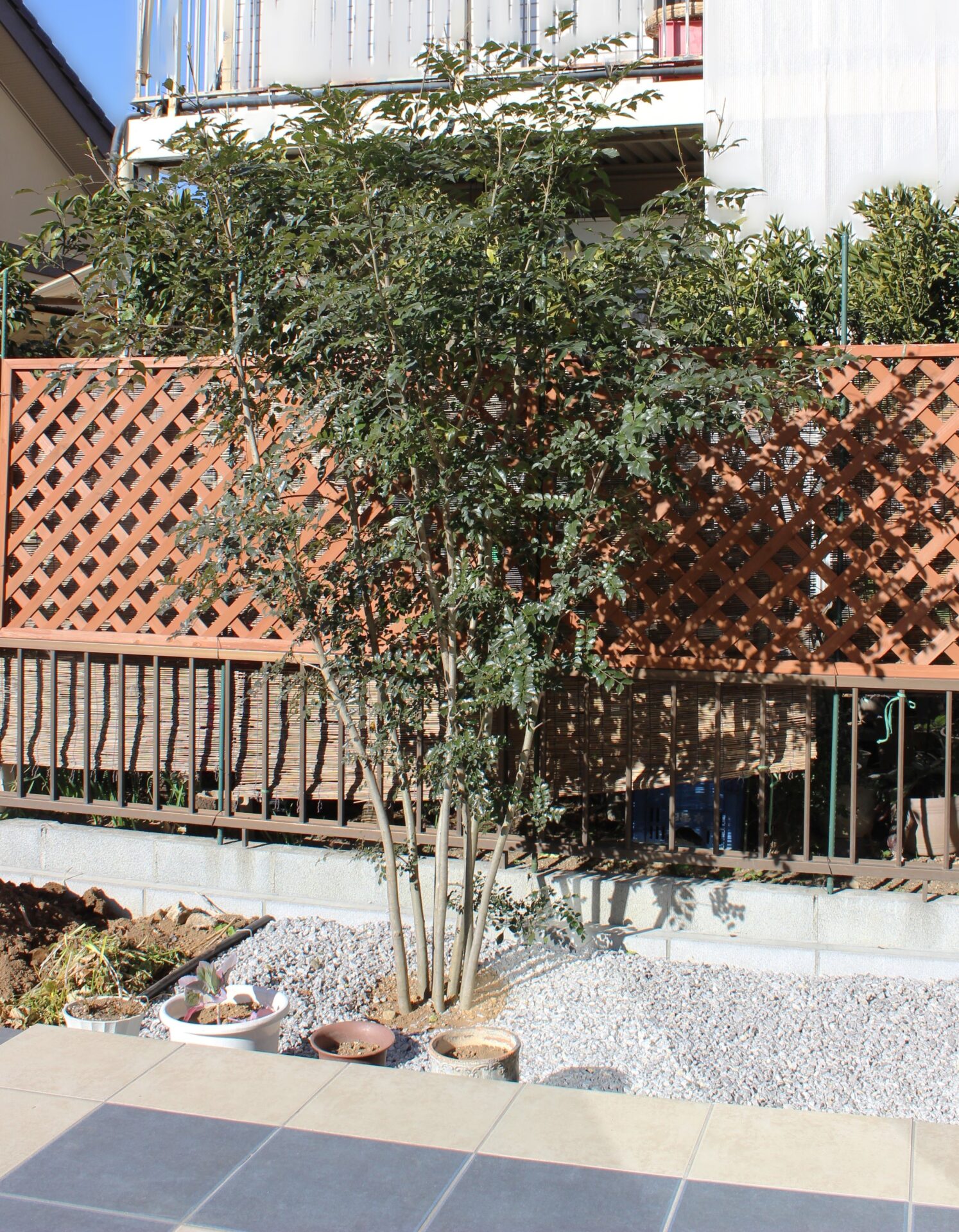 鴻巣市の自然石と黒い玉石のアプローチが和モダンの建物と調和するオープン外構の植栽、シマトネリコ