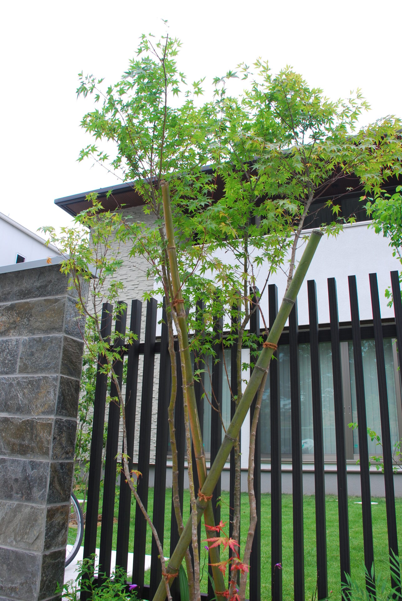 熊谷市の天然石でデコレーションされた門柱がモダンな印象のオープン外構の植栽、イロハモミジ 