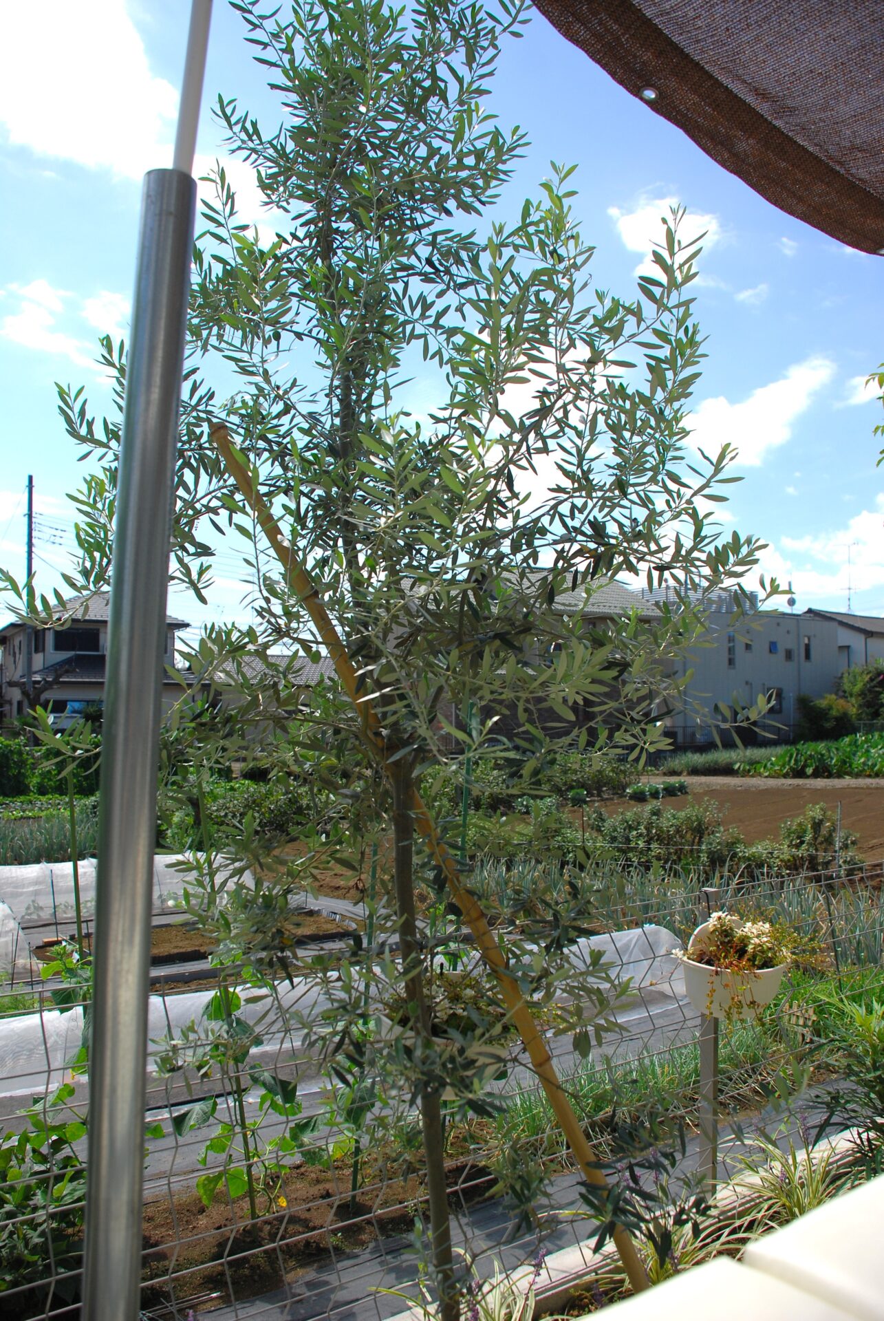 北本市のモノトーンのシンプルで洗練された外構とウォーターガーデンがあるお庭の植栽