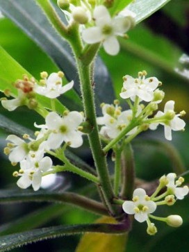 ソヨゴの花