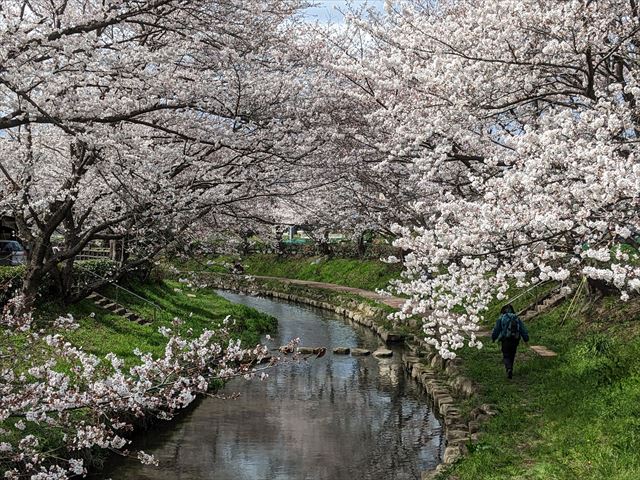 桜とヌートバー