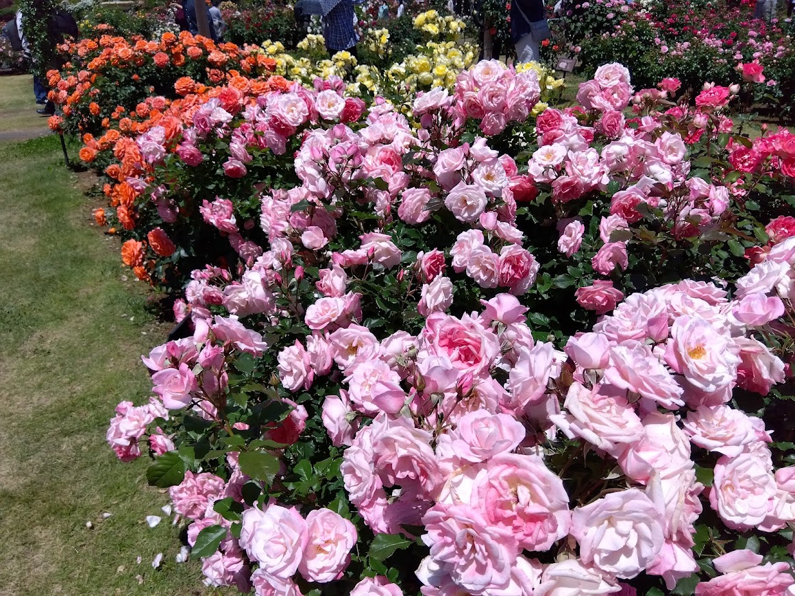 薔薇の季節