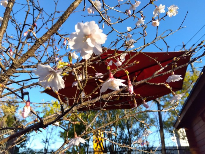 桜の開花