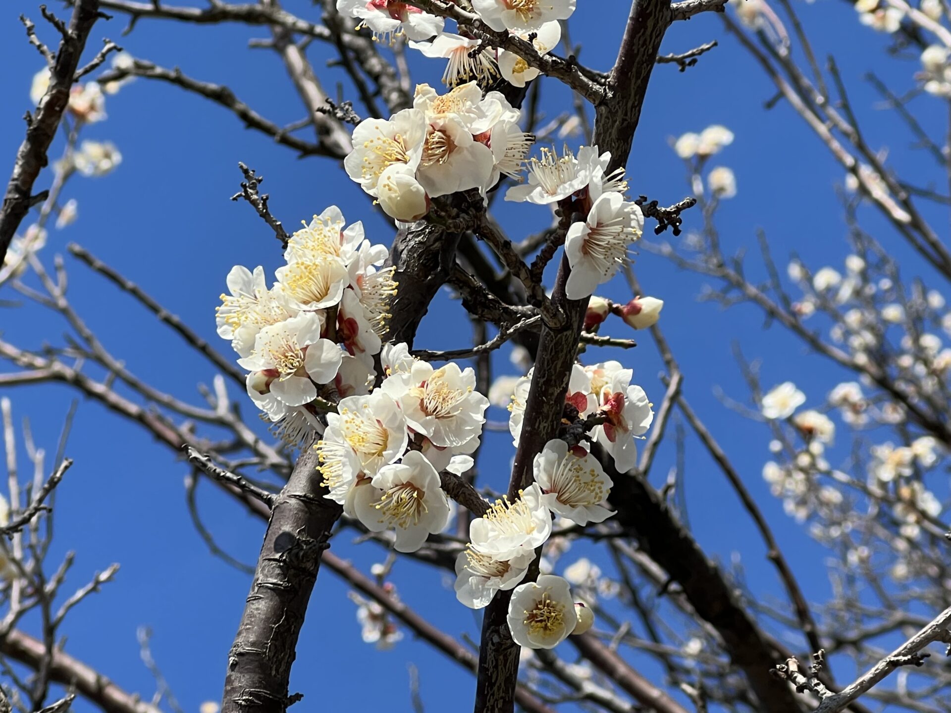 春ですね～　またまた雑草の季節が