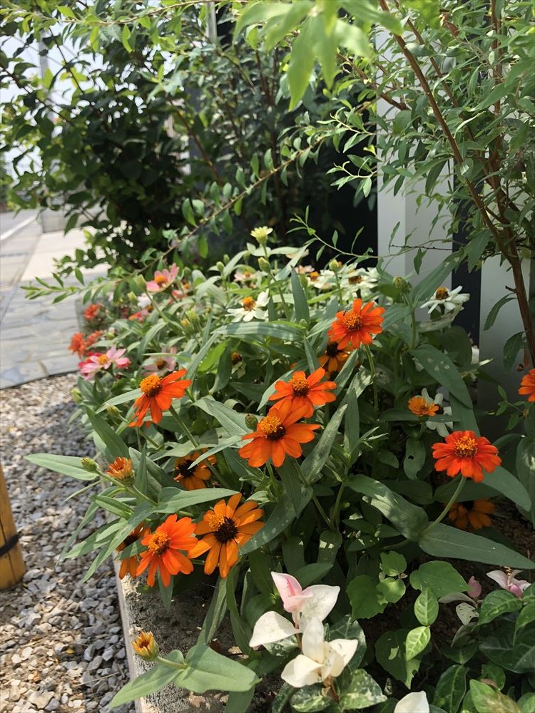 行田市　門のまわりの花壇スペース
