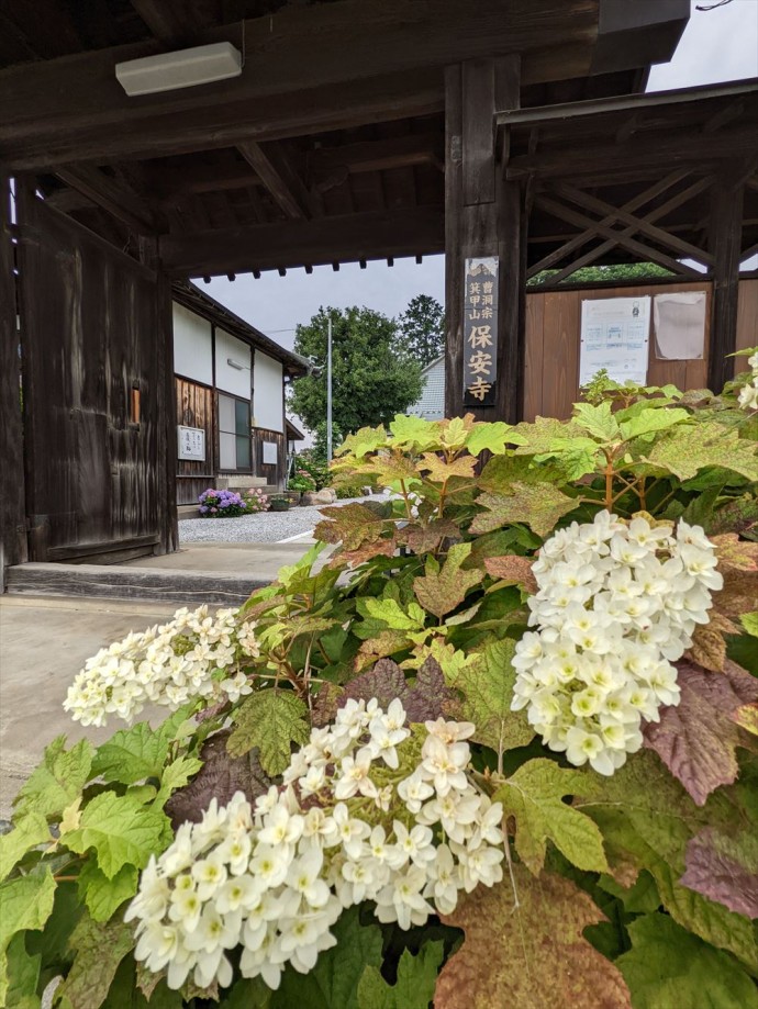 近くのあじさい寺