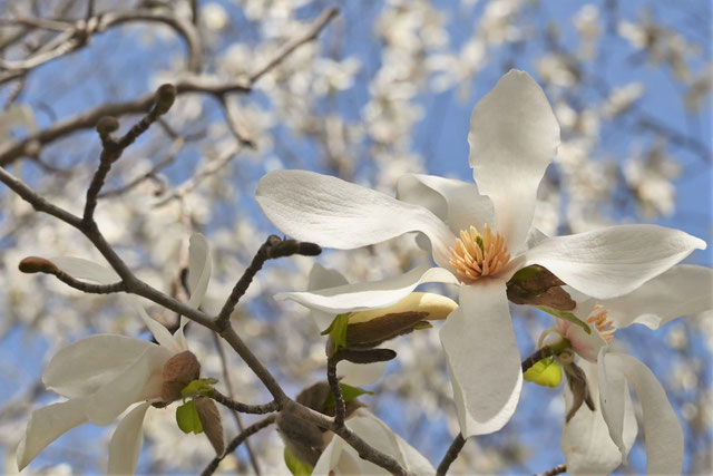 春の花木