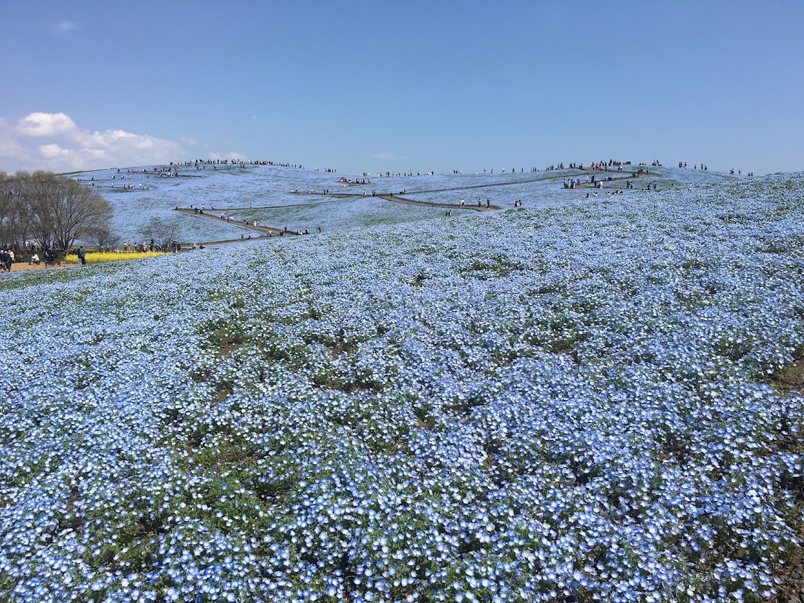 花に癒される