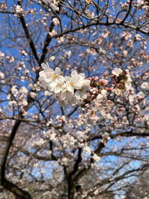 桜や植物があっという間に