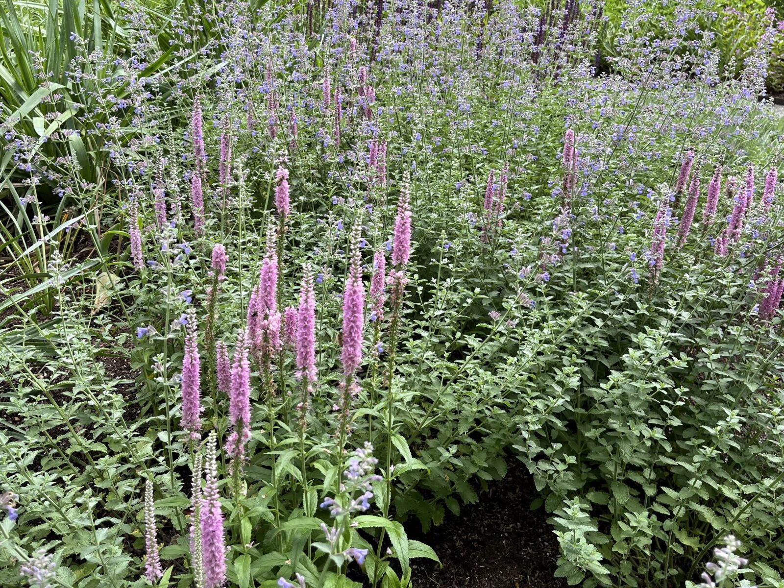 PIET OUDOLF GARDEN TOKYO