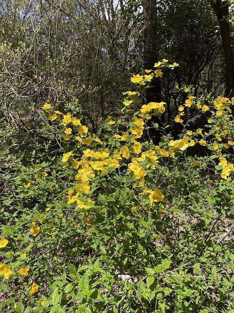 おすすめ、赤城自然園