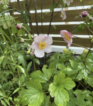 暑い日が続いています　植物の水やり　忘れずに！