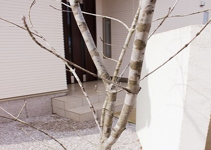 鴻巣市の白いオリジナル門柱とポスト 白を基調としたナチュラルなオープン外構の植栽