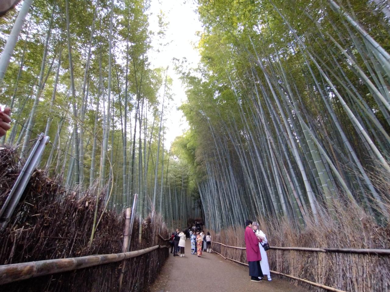 京都嵐山の竹林風景