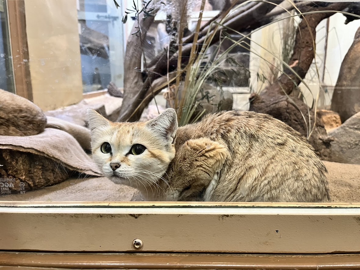 埼玉県こども動物自然公園のスナネコ