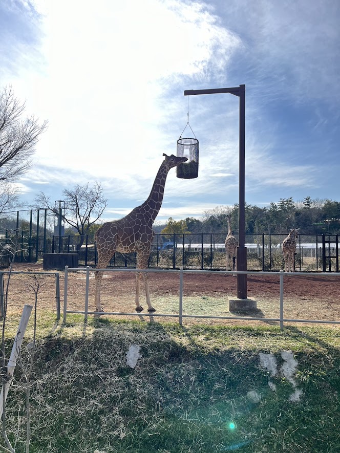 埼玉県こども動物自然公園にいたキリン