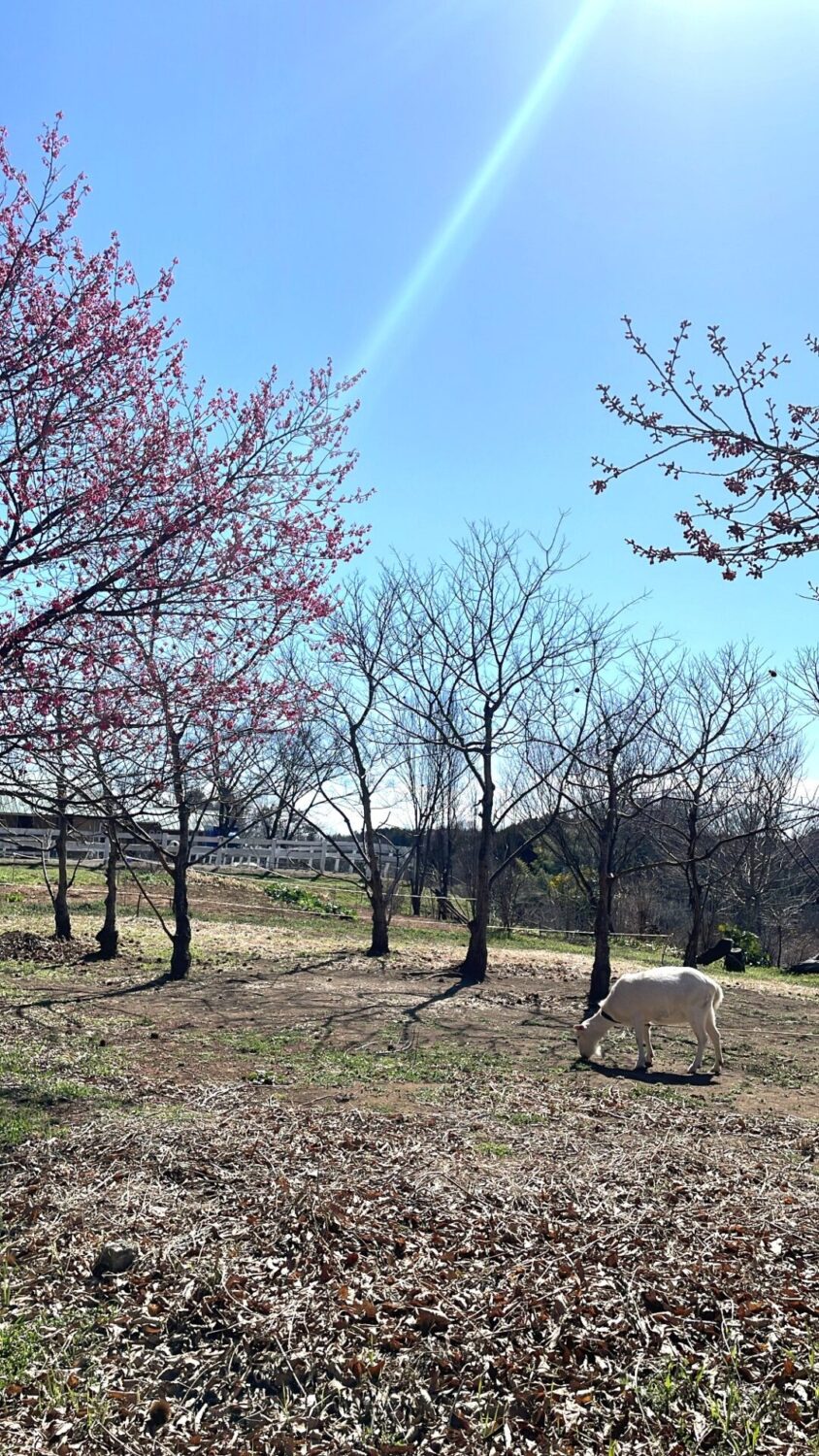 滑川町の牧場のヤギ