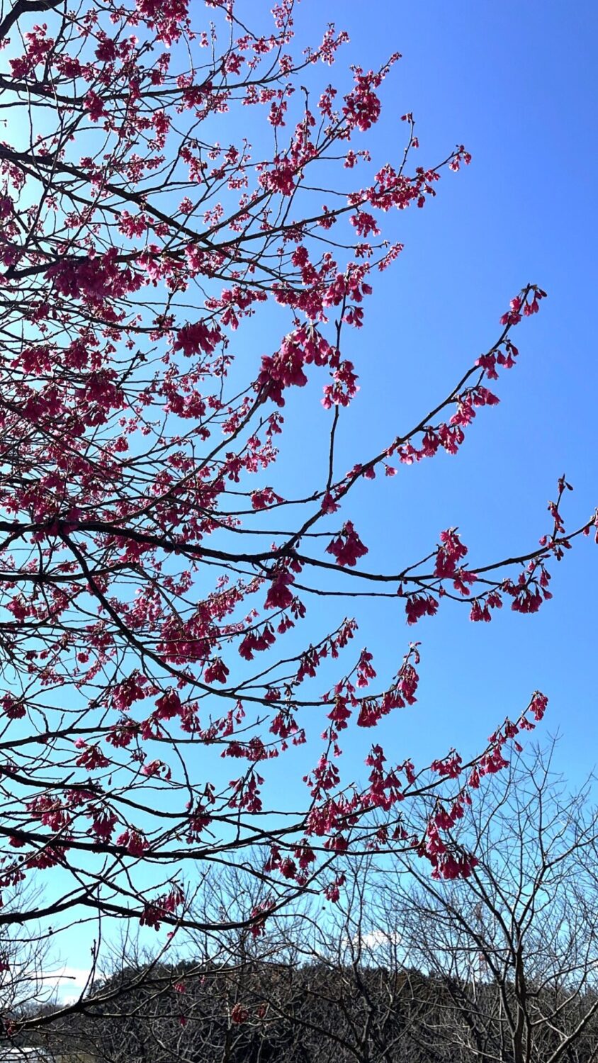 滑川町のピンクのお花