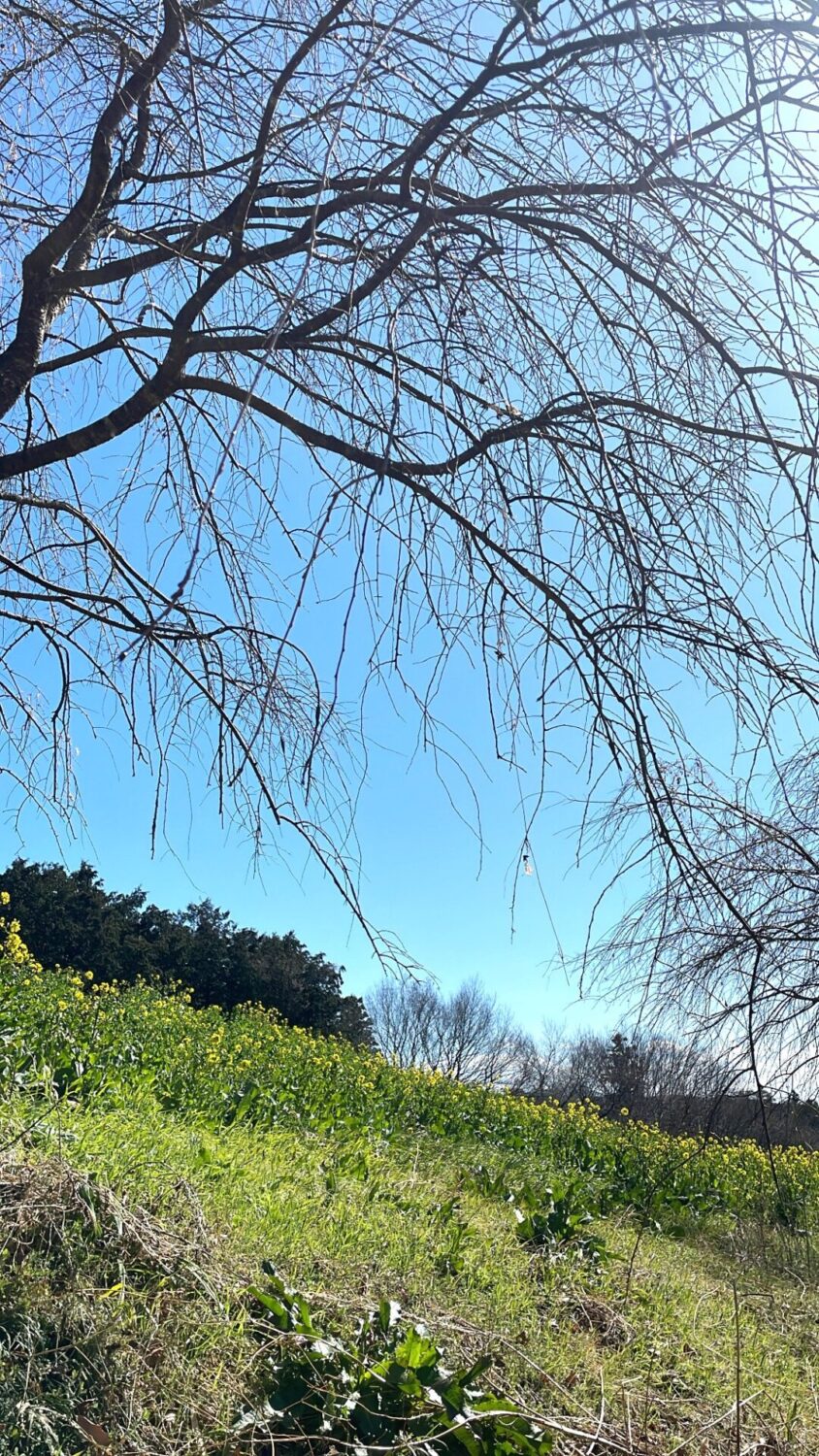 滑川町の黄色のお花