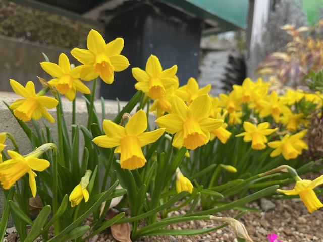 エコ・グリーン設計の社屋のお花、スイセン