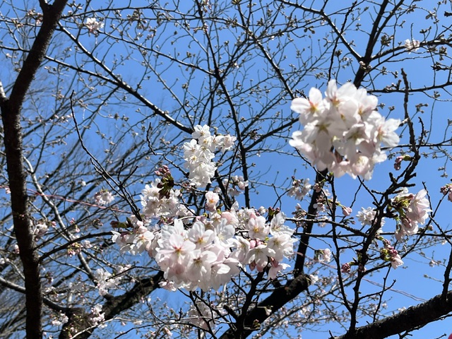 桜