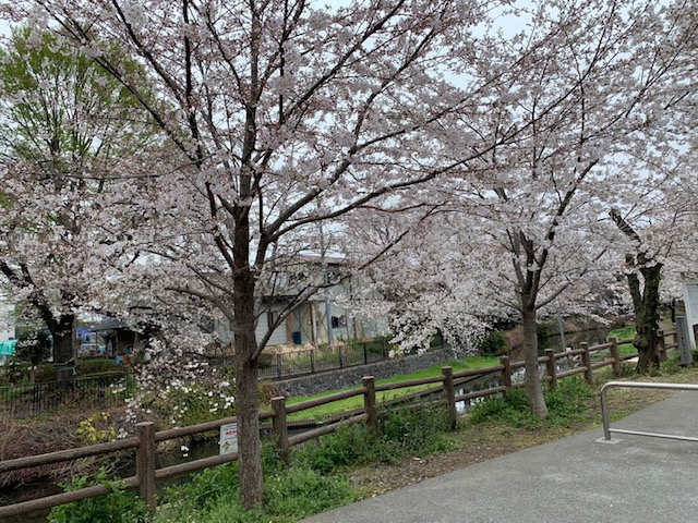 桜