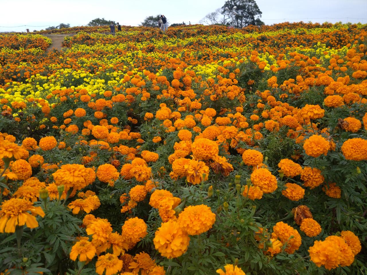 秋の草花