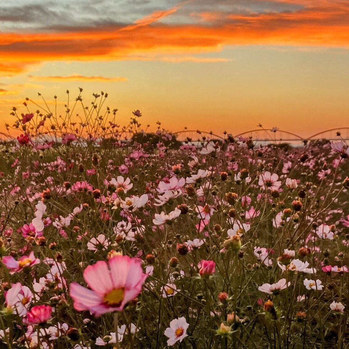 吹上のコスモス畑をお散歩