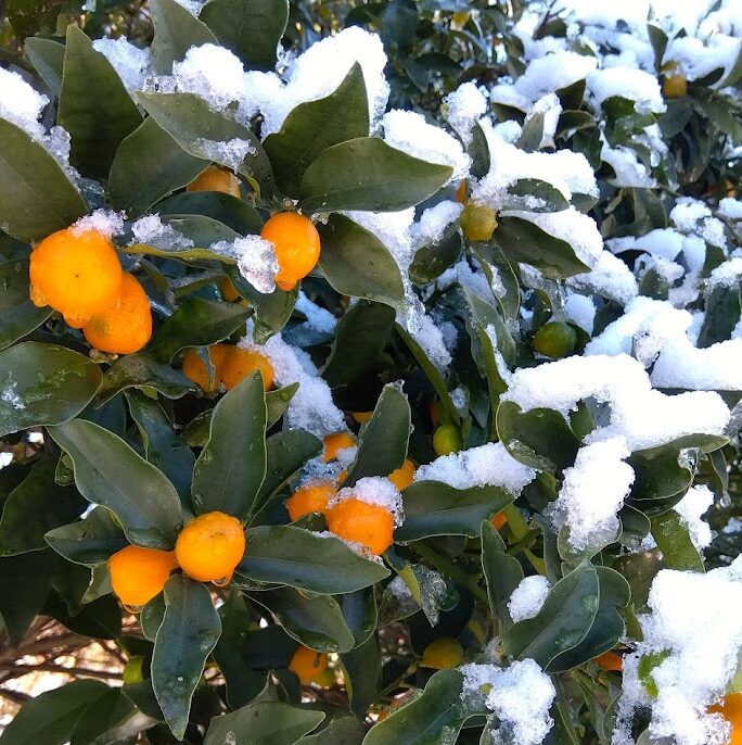 明けましておめでとうございます