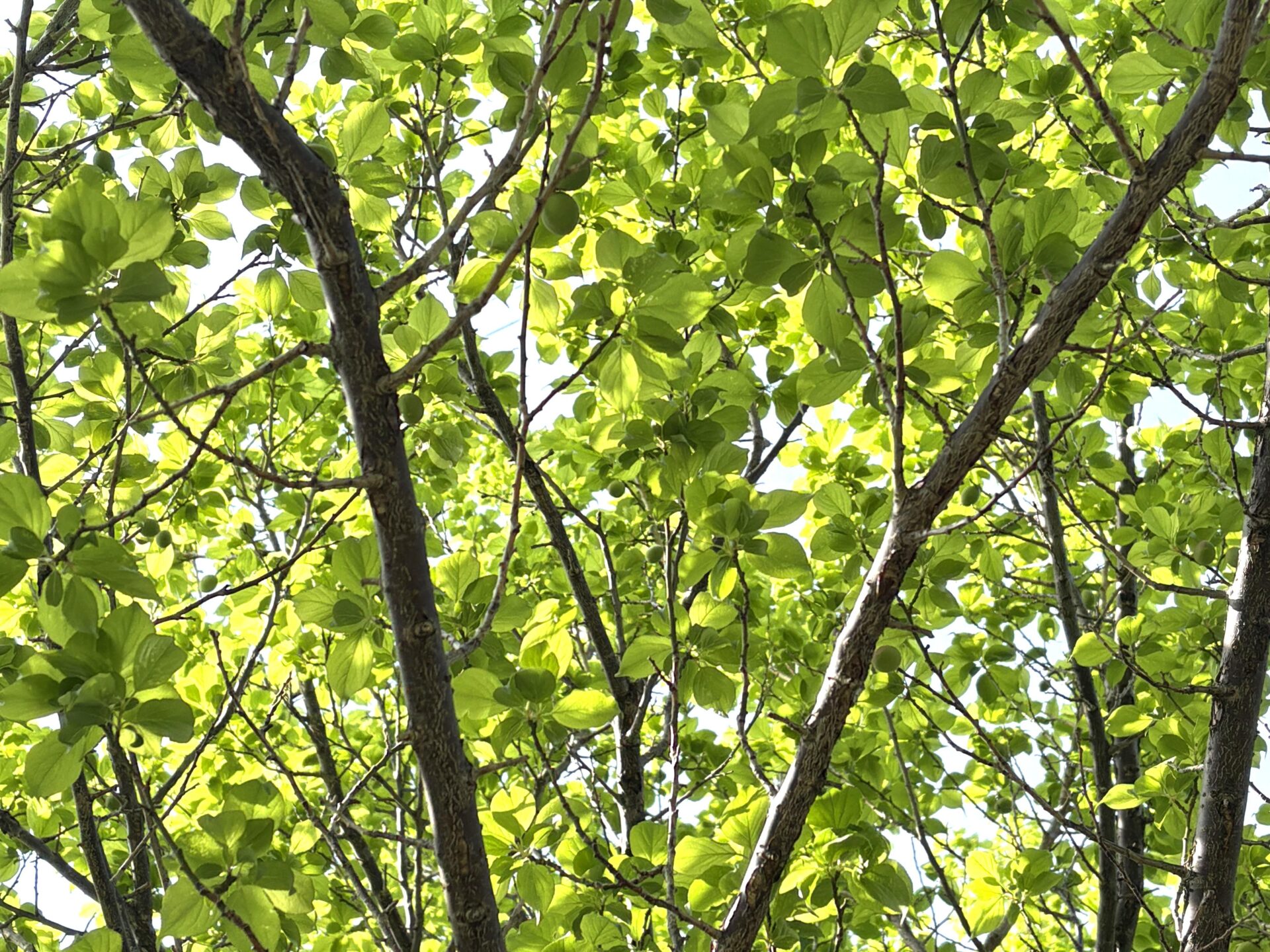 何から植えればいい？外構のプロも実践する「失敗しない植物の選び方」